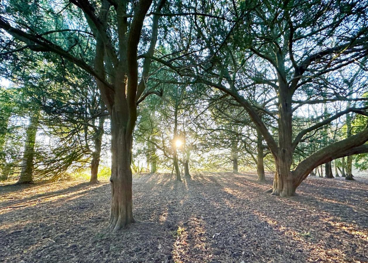 מלון אדווינסטו Sherwood Castle Holiday Forest מראה חיצוני תמונה